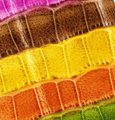 Leather Wallet iPhone 11 Pro Crocodile Pattern