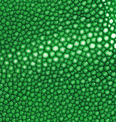 Stingray Wallet iPhone 11 Pro Max