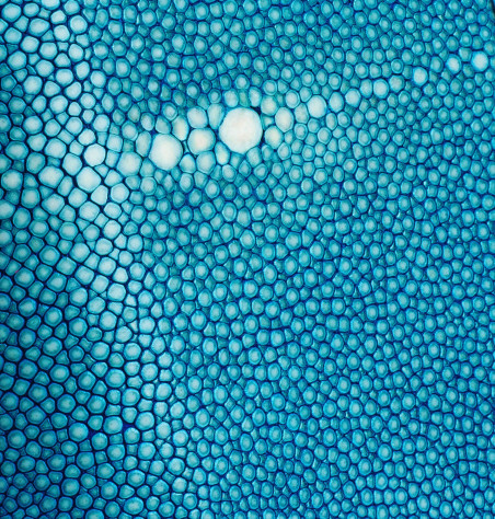 Stingray Wallet iPhone 11 Pro Max